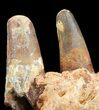 Spinosaurus Jaw Section - Four Composite Teeth #39292-6
